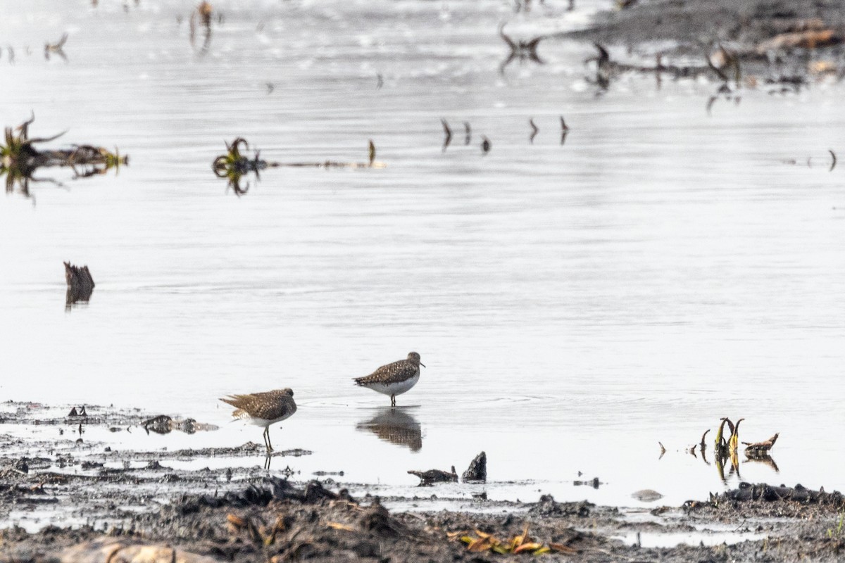 Solitary Sandpiper - ML568327391