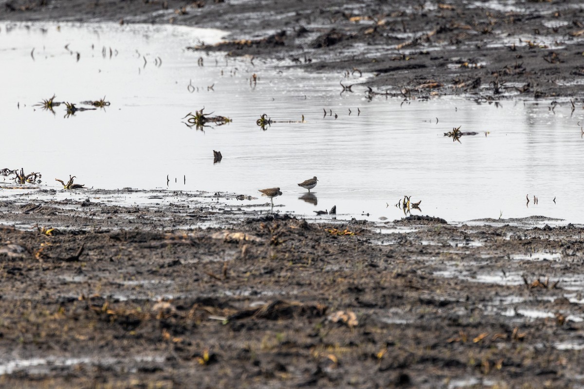 Solitary Sandpiper - ML568327401