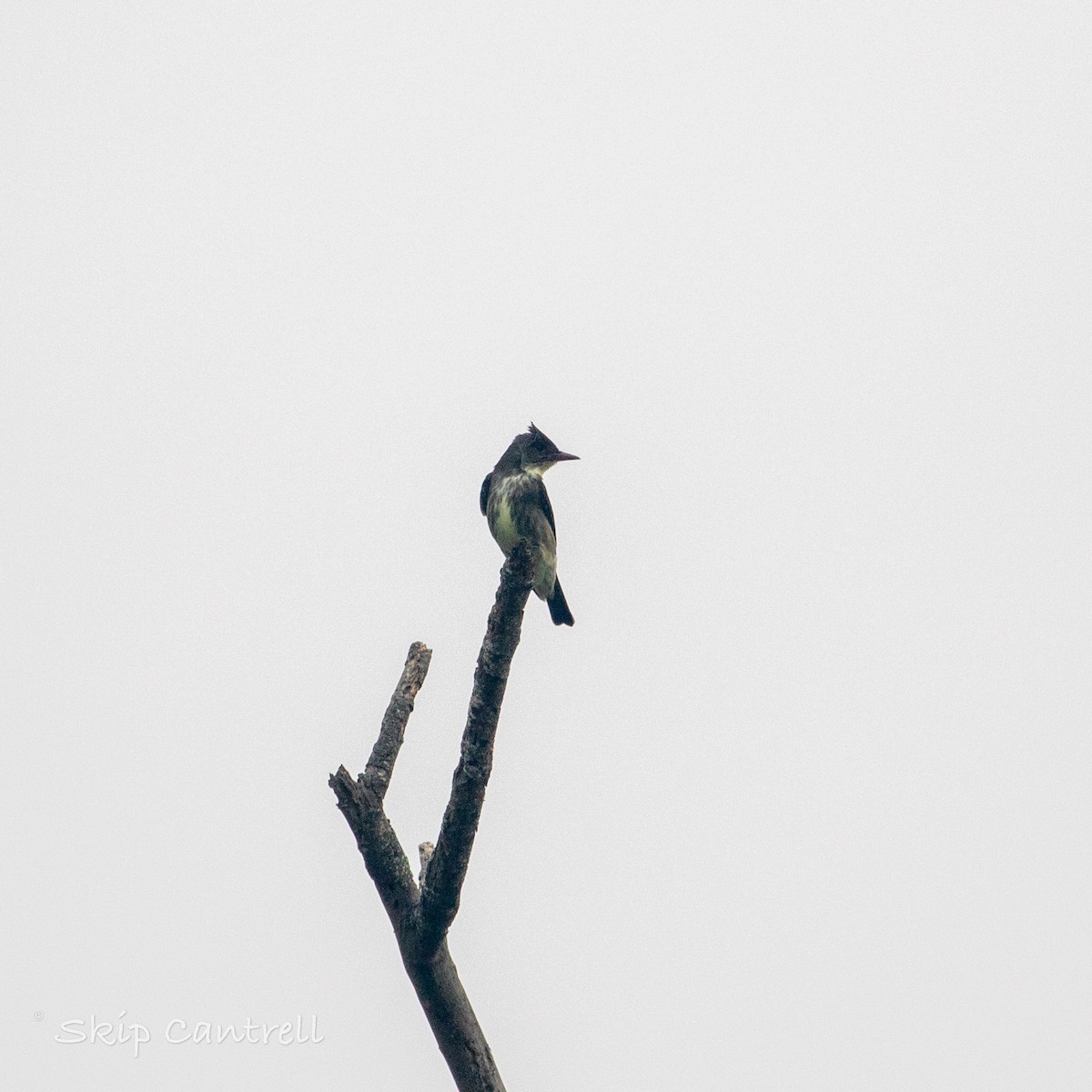 Olive-sided Flycatcher - ML568330361