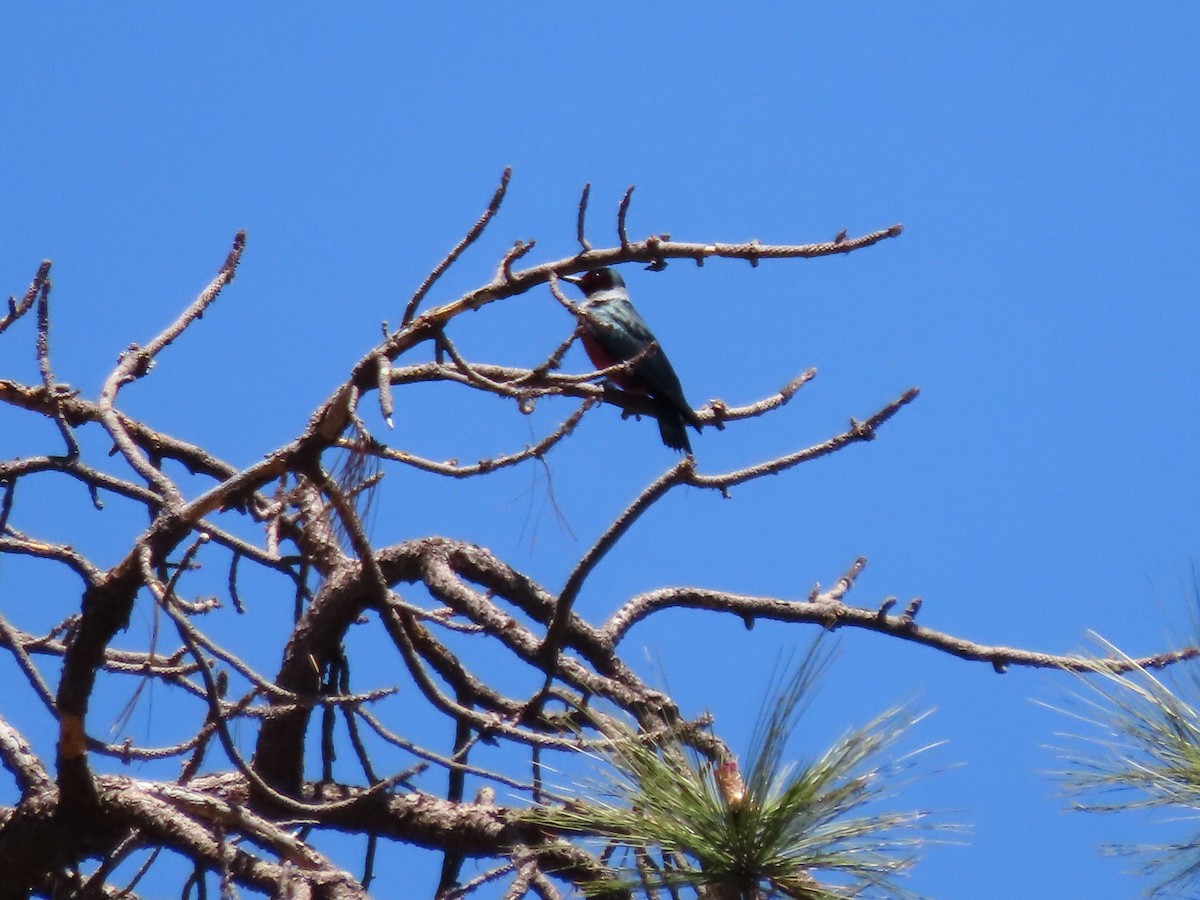 Lewis's Woodpecker - ML568330721