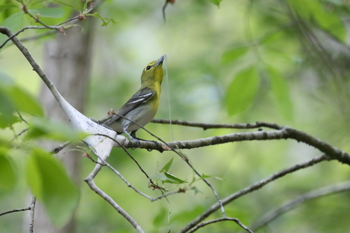 Yellow-throated Vireo - Baxter Beamer
