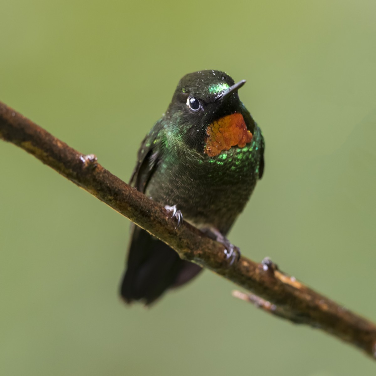 Colibrí Lucero - ML56833191