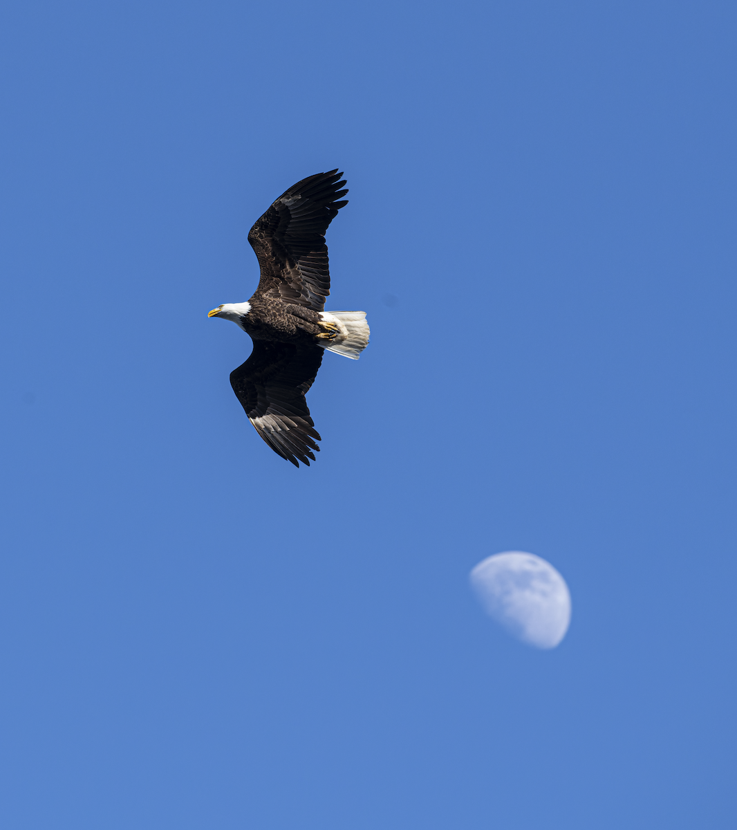 Bald Eagle - Steven Craig-Irvine