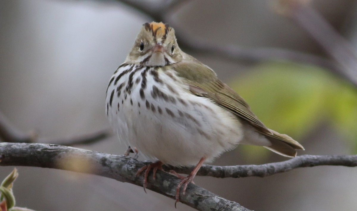 Ovenbird - ML56833241