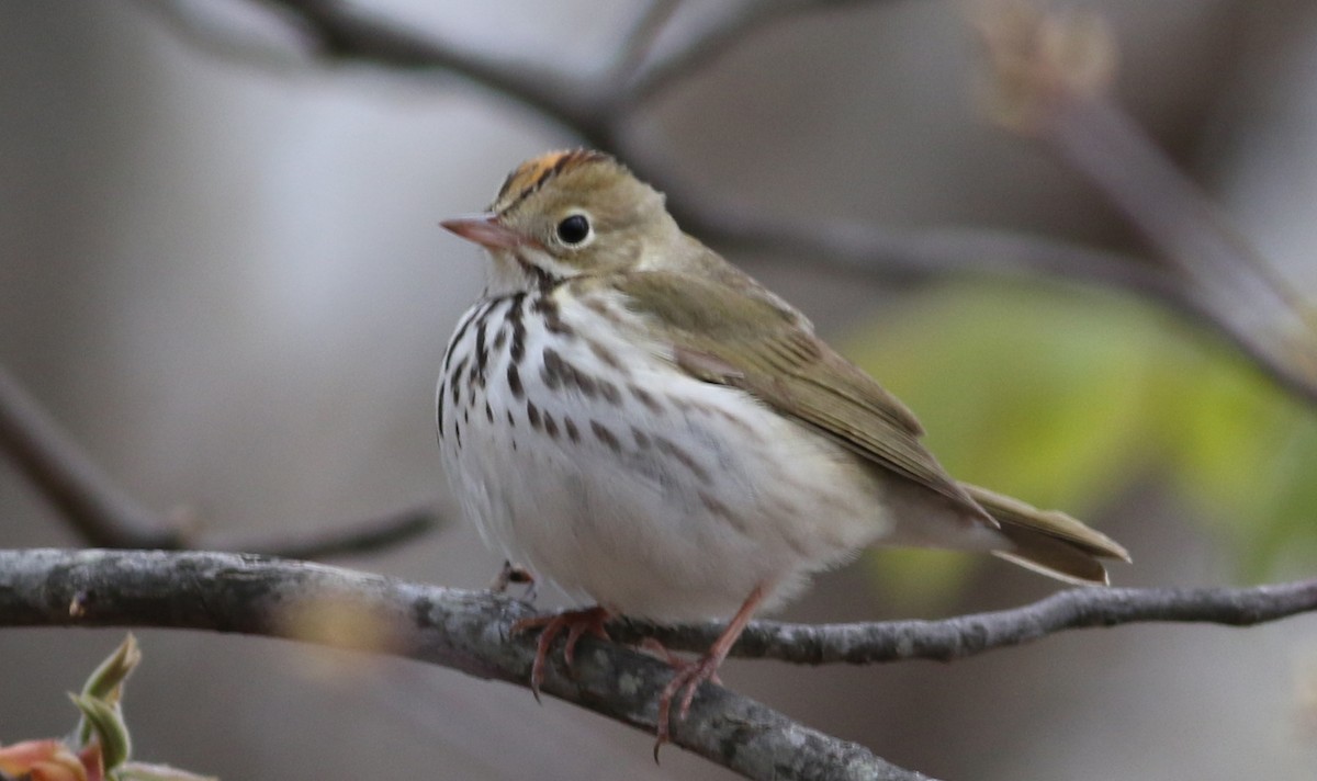 Ovenbird - ML56833251