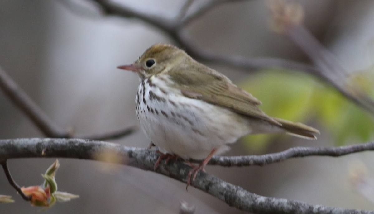 Ovenbird - ML56833271