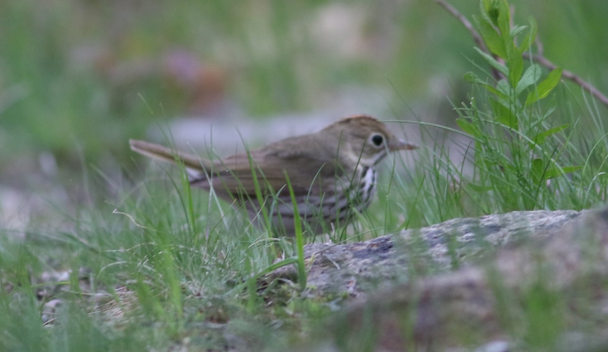 Ovenbird - ML56833301