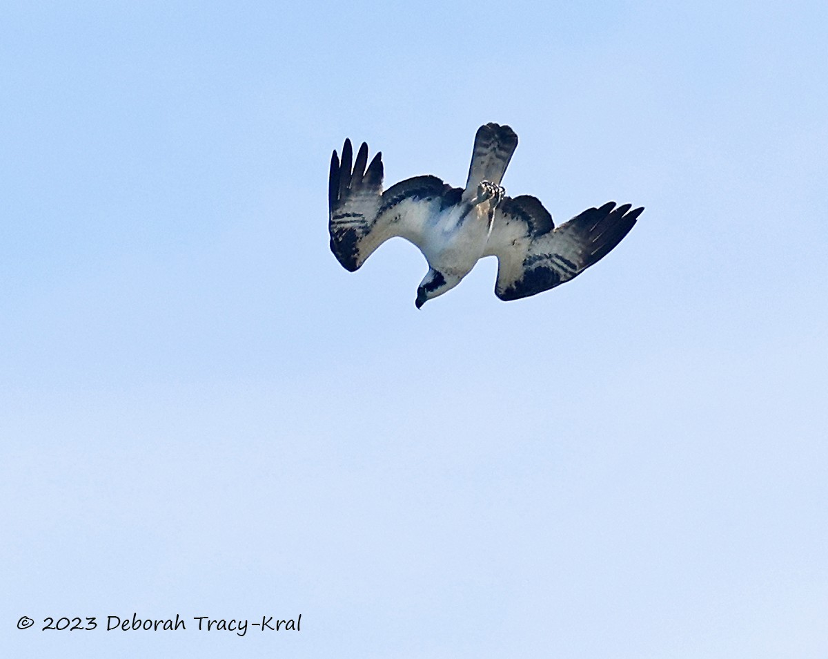 Osprey - ML568333541