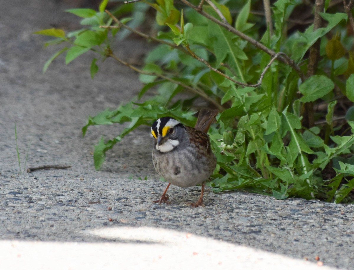 White-throated Sparrow - ML568334961