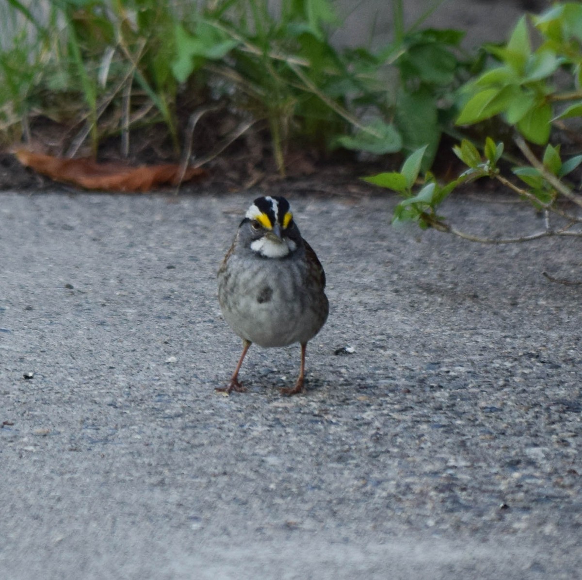 White-throated Sparrow - ML568335061