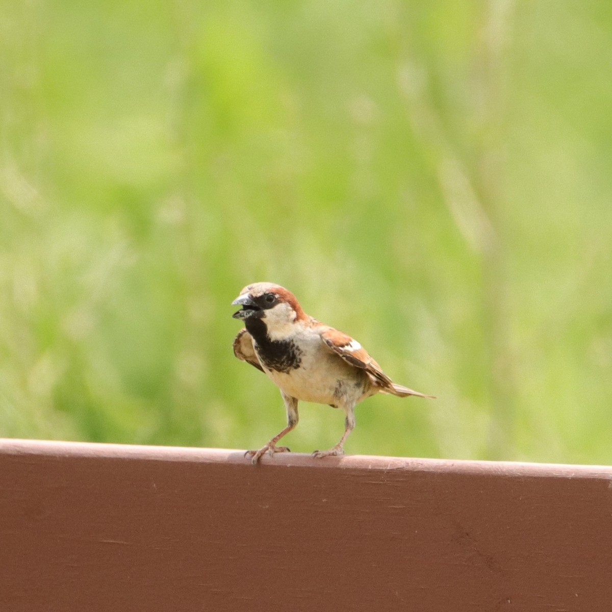 House Sparrow - ML568336701