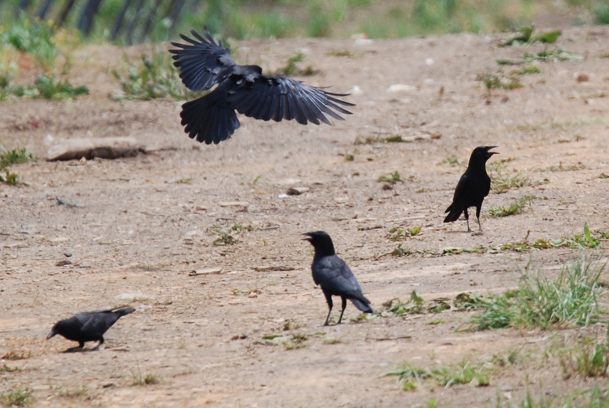 American Crow - ML568337851