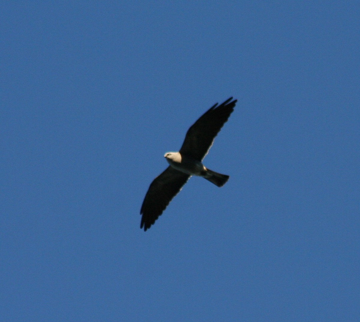 Mississippi Kite - Paul Sellin