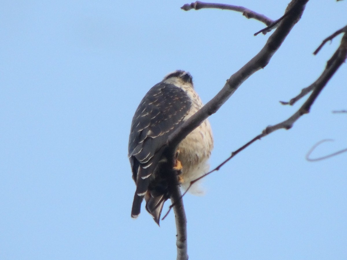 Wegebussard - ML568338531