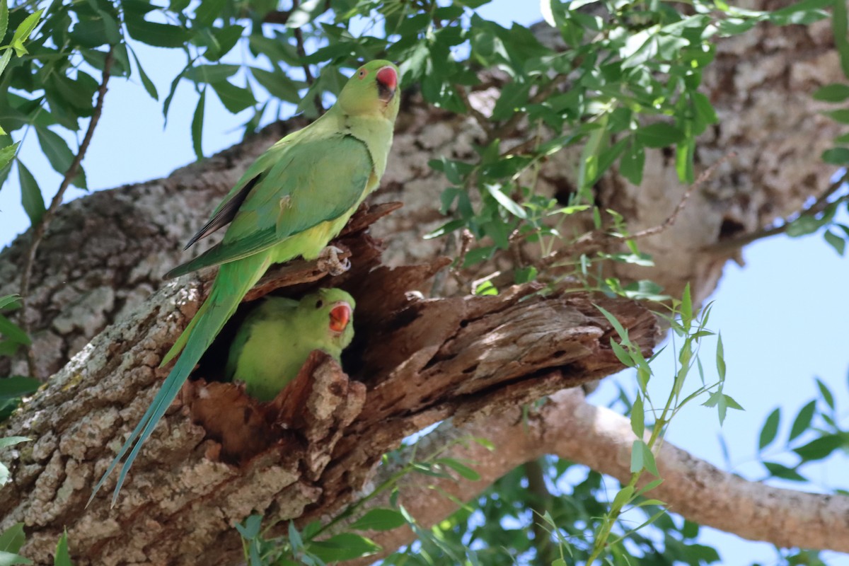 Rose-ringed Parakeet - ML568338811