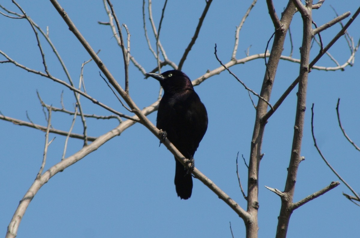 Common Grackle - ML56833901