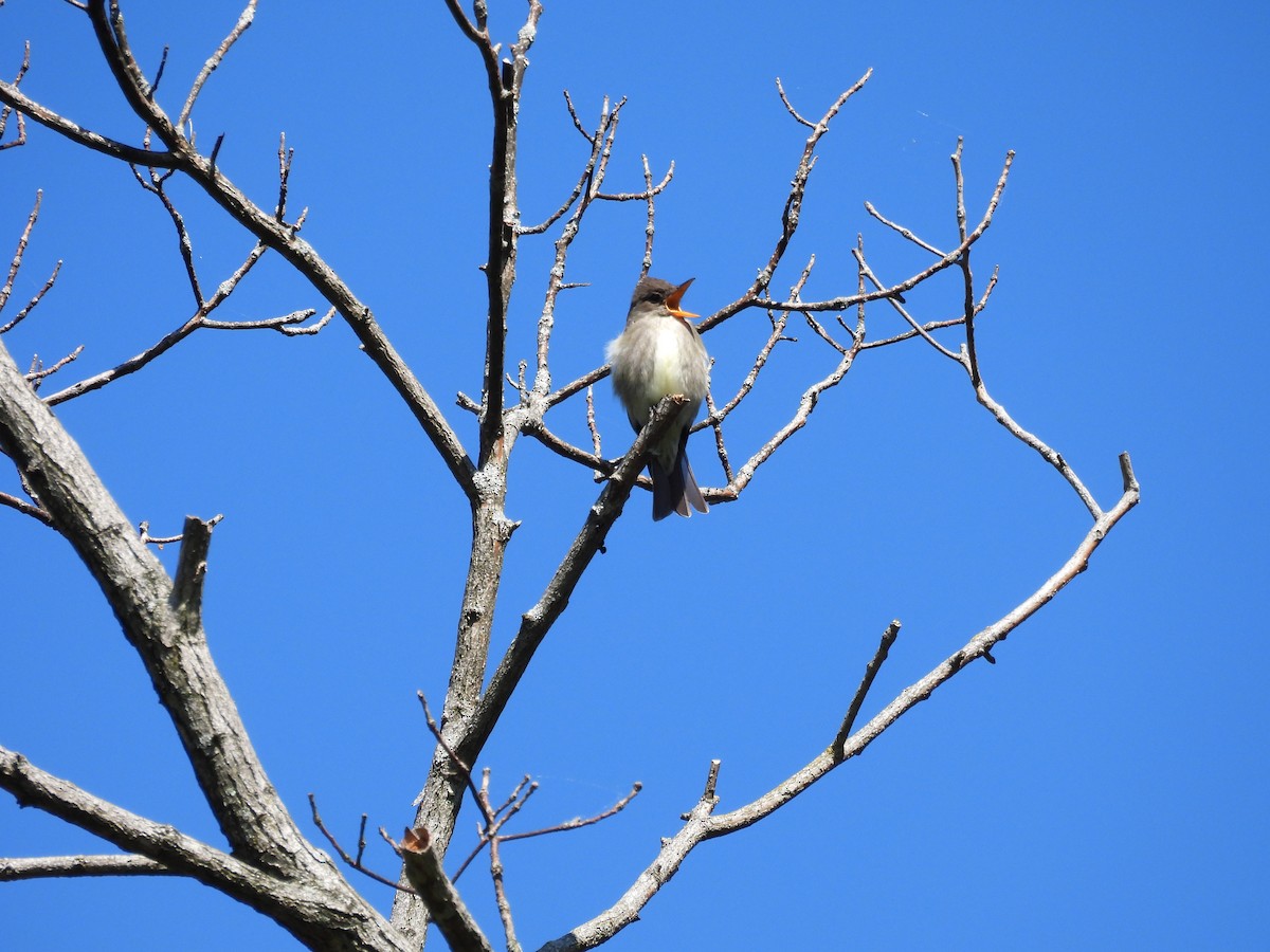 Olive-sided Flycatcher - ML568339421