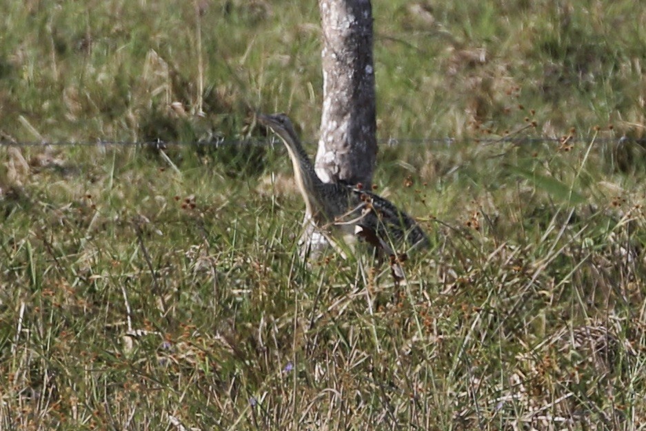 Pinnated Bittern - ML568339461