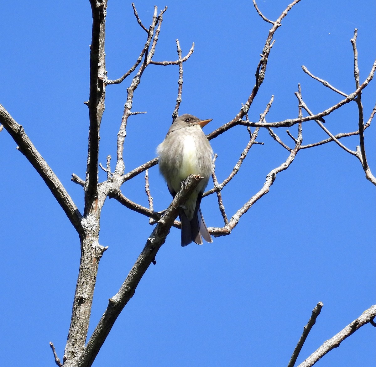 Olive-sided Flycatcher - ML568339821