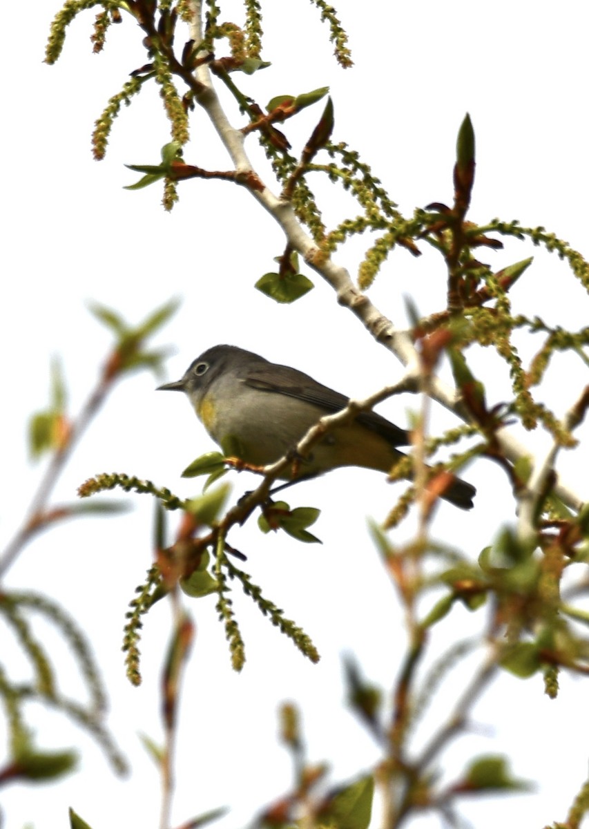 Virginia's Warbler - Josh Bruening