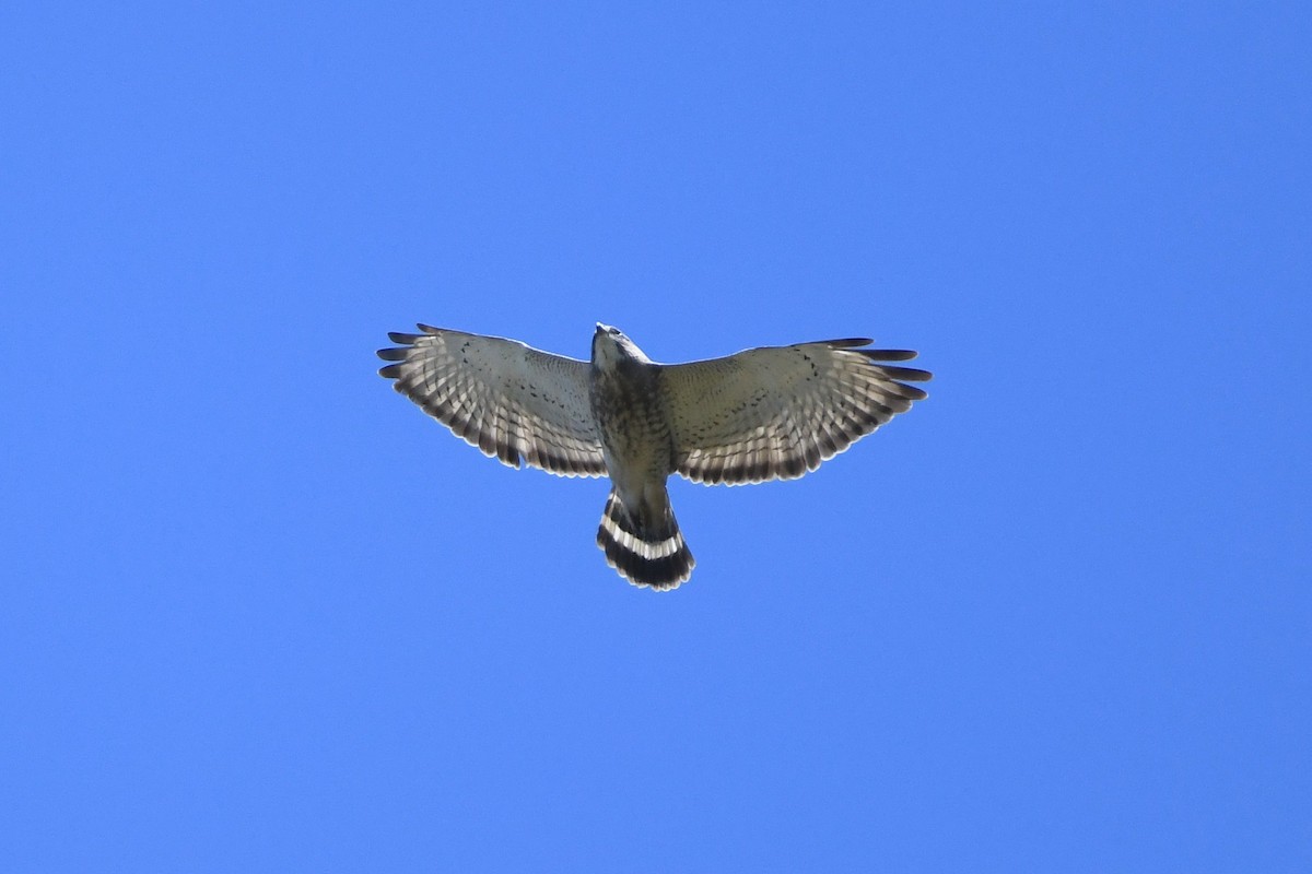 Broad-winged Hawk - ML568340201