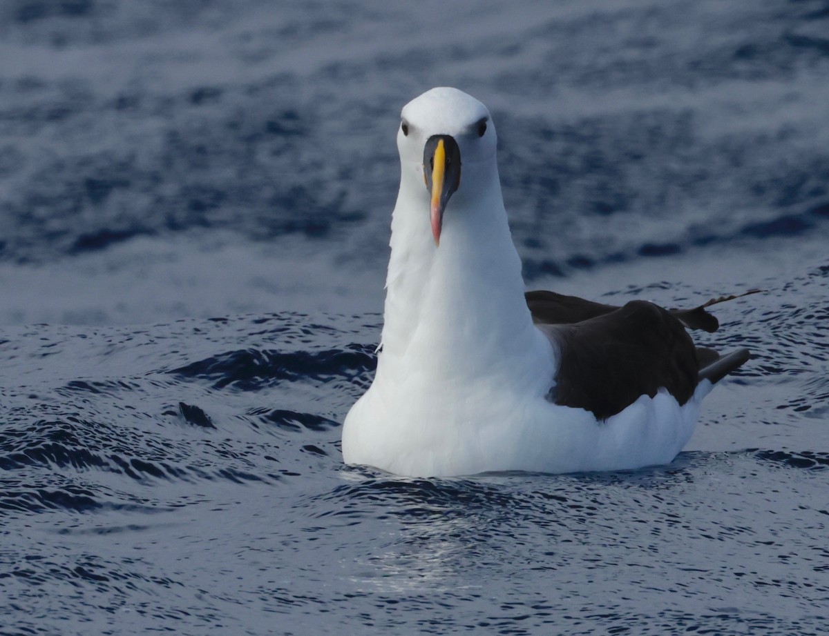 Atlantik/Hint Sarı Gagalı Albatrosu - ML568341241