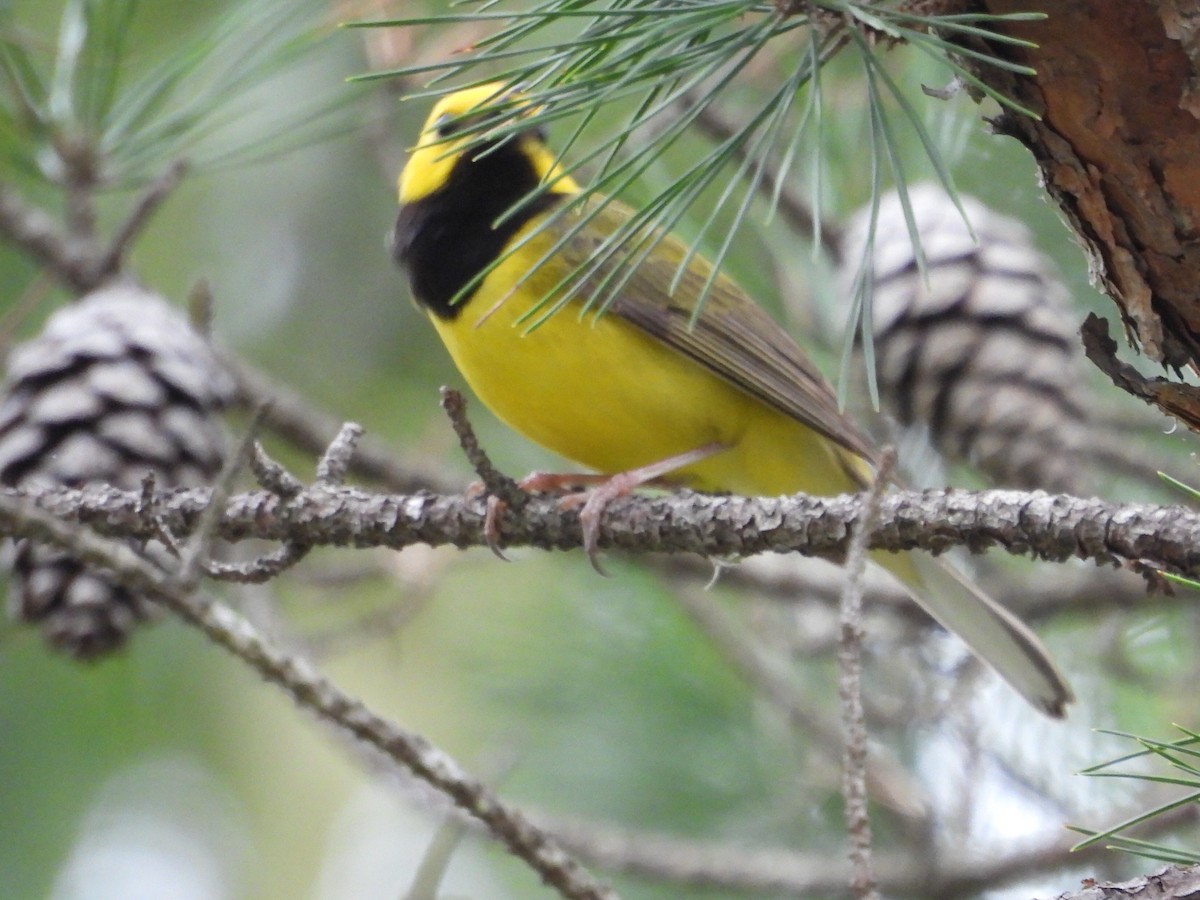 Hooded Warbler - Dean Angiola