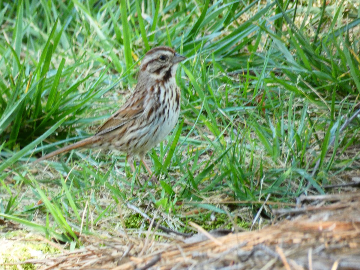 Song Sparrow - ML568343921