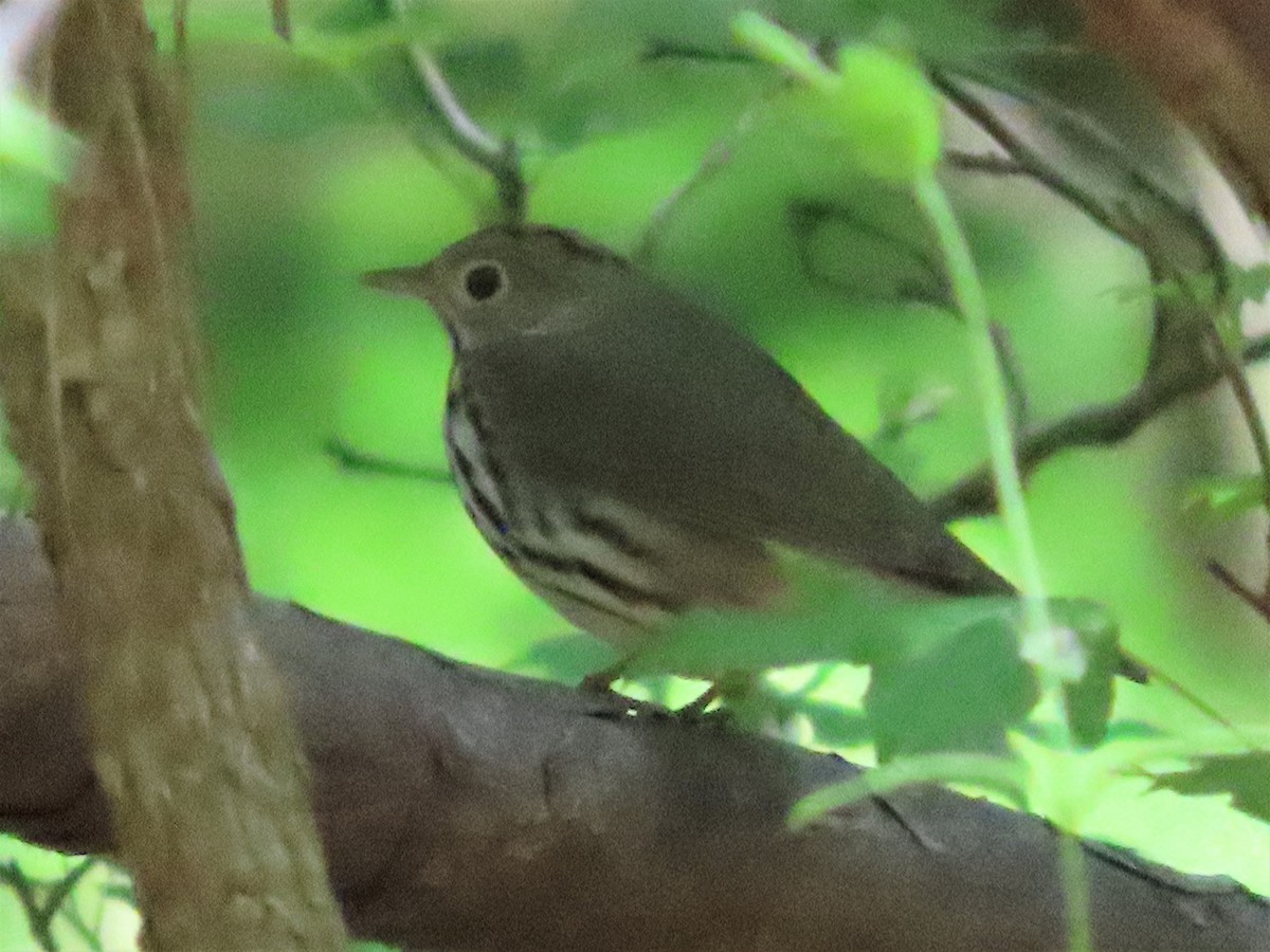 Ovenbird - ML568343991