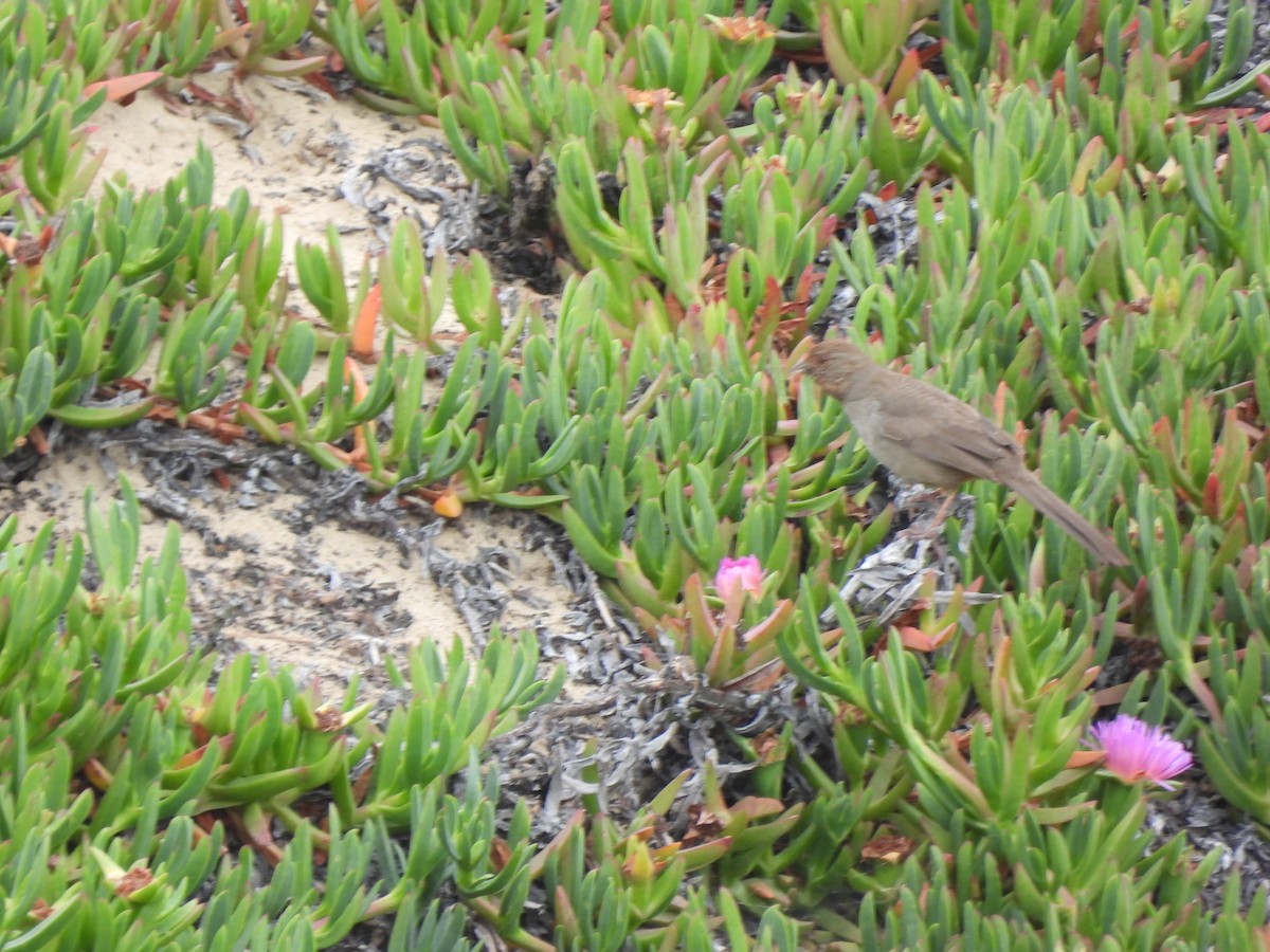 California Towhee - ML568344141