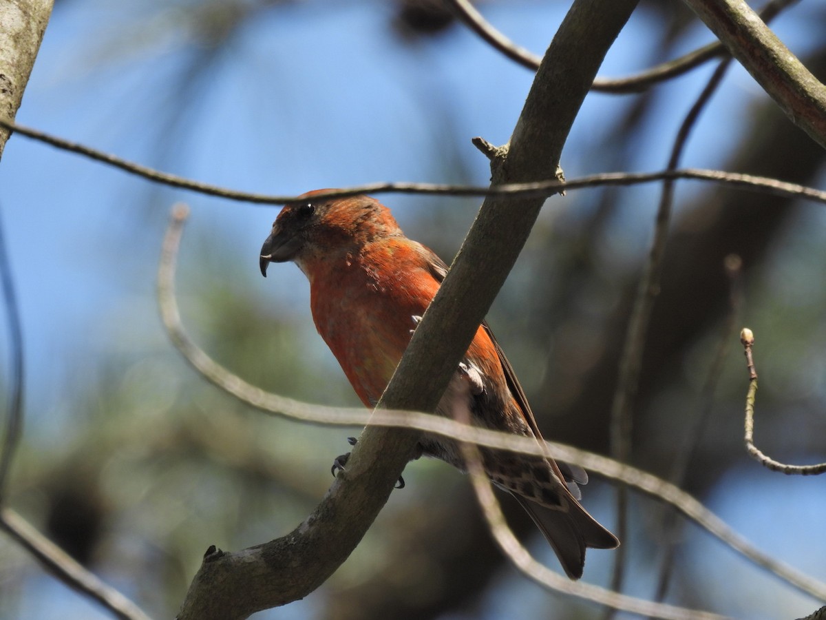 Red Crossbill - ML568344151