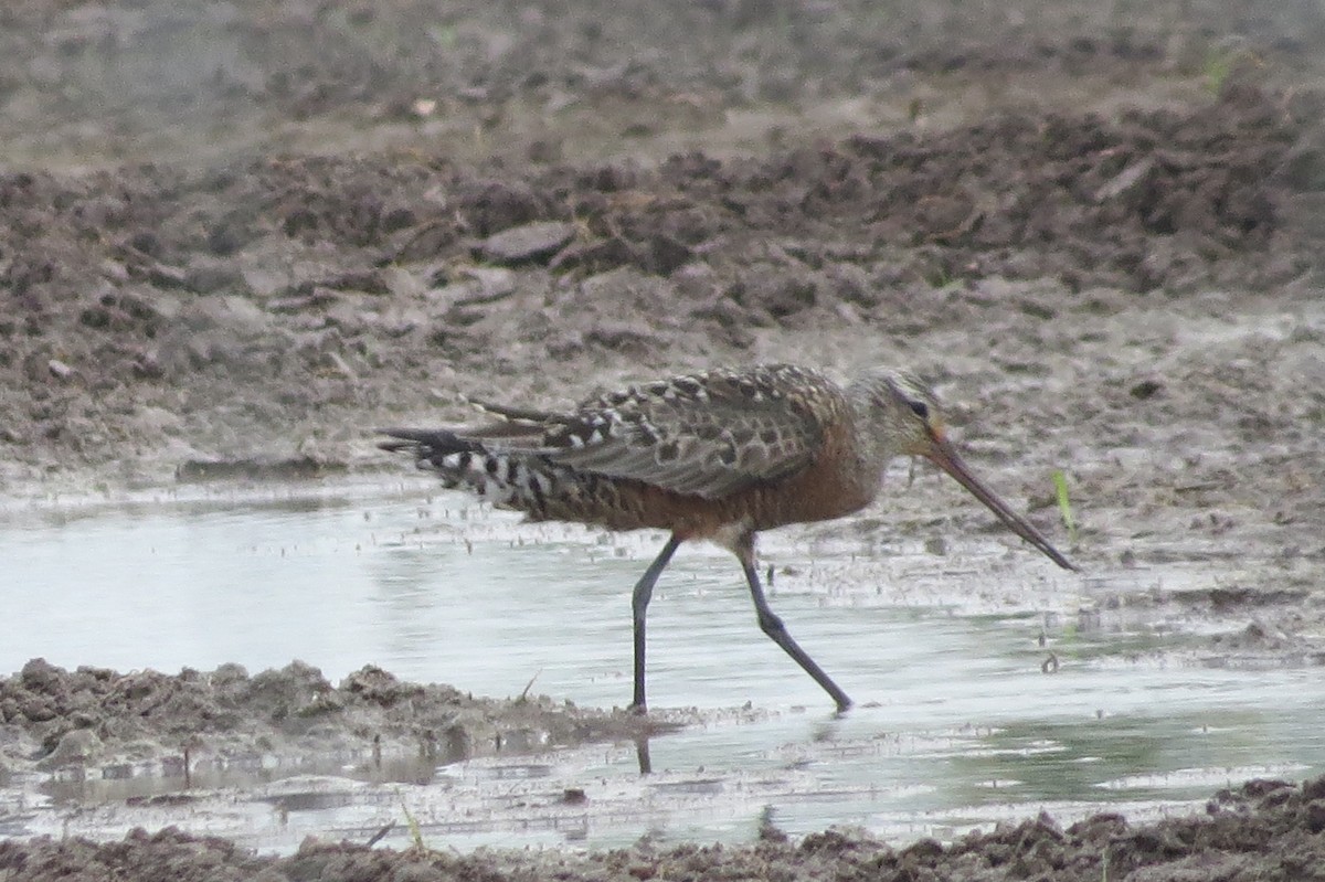 Hudsonian Godwit - ML568344241