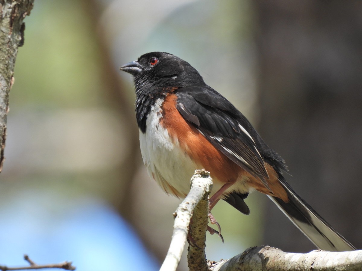 Eastern Towhee - ML568344271