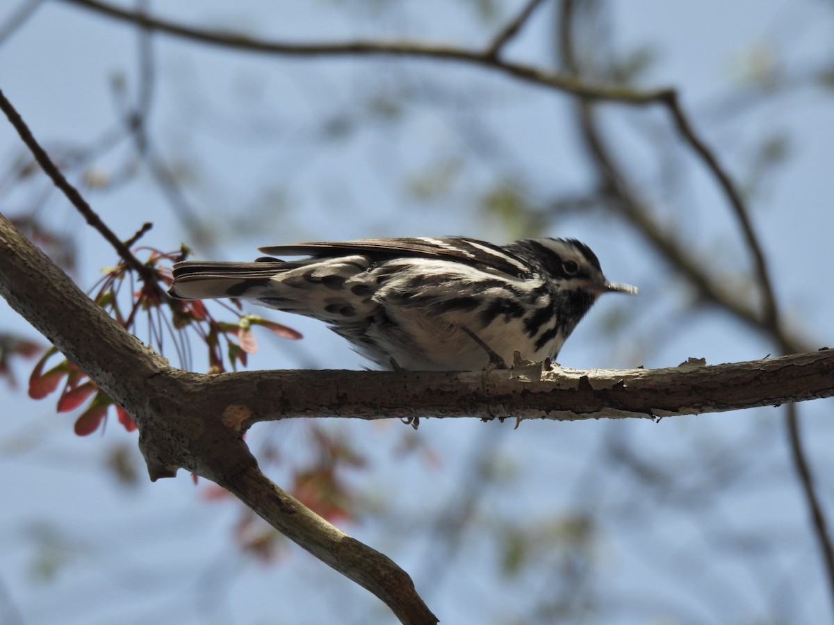 Black-and-white Warbler - ML568344321