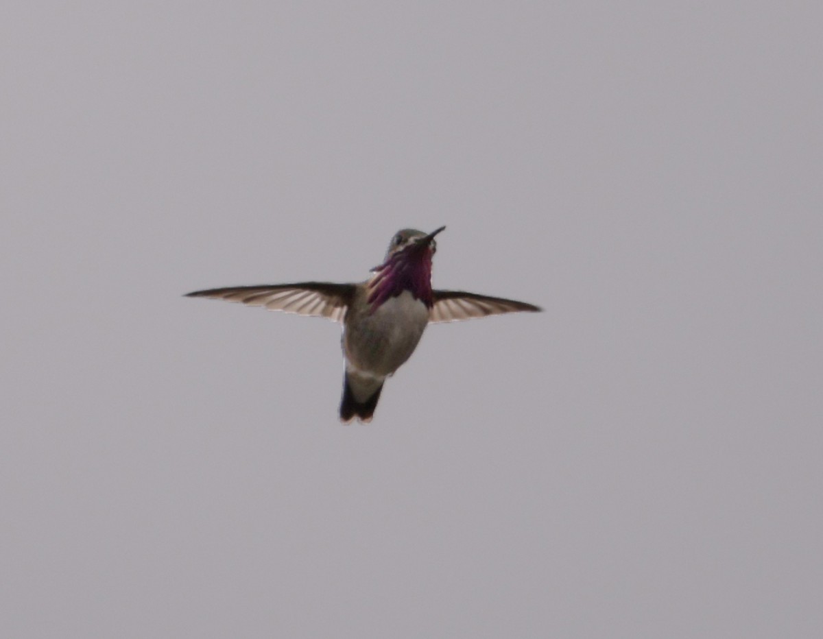 Calliope Hummingbird - ML568344581