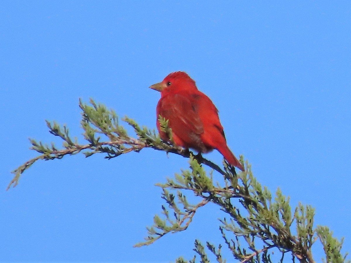 Summer Tanager - ML568344911