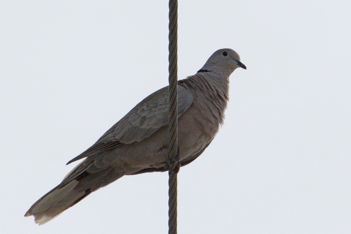 Eurasian Collared-Dove - Marie O'Neill