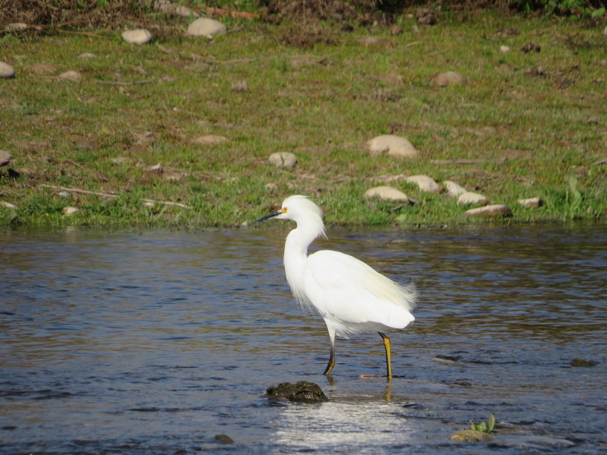 ユキコサギ - ML568347001