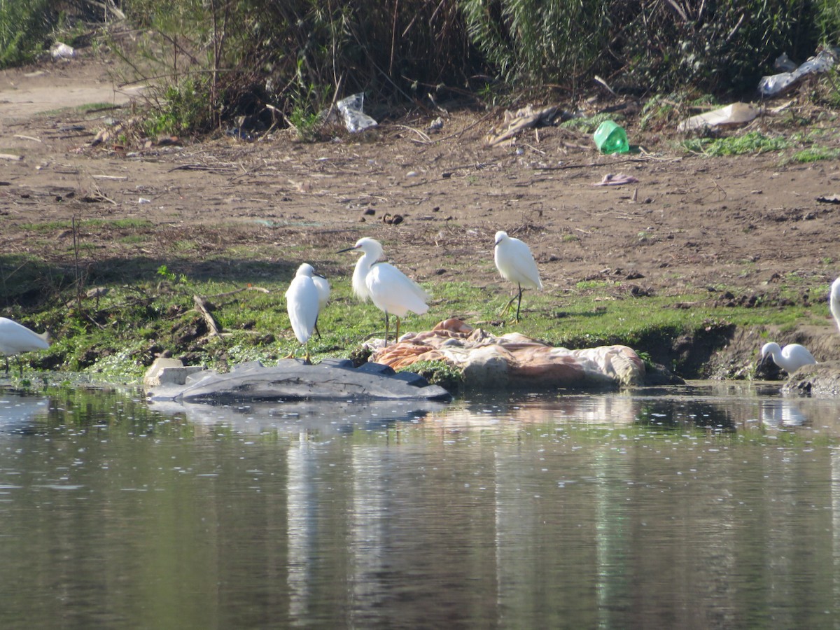 ユキコサギ - ML568347011