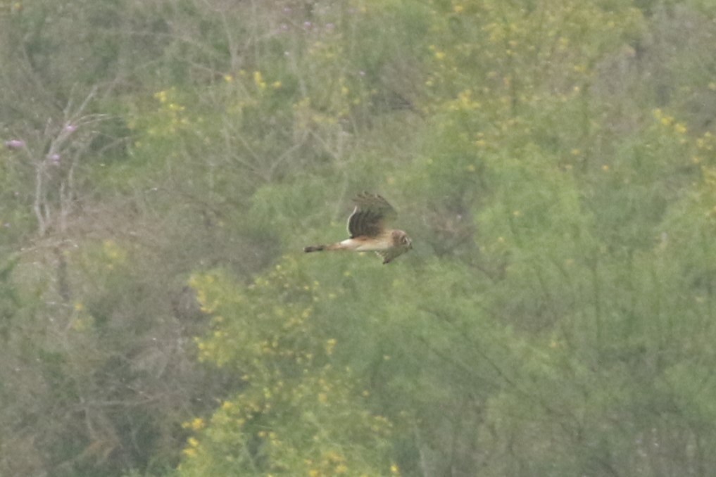 Northern Harrier - ML568347131