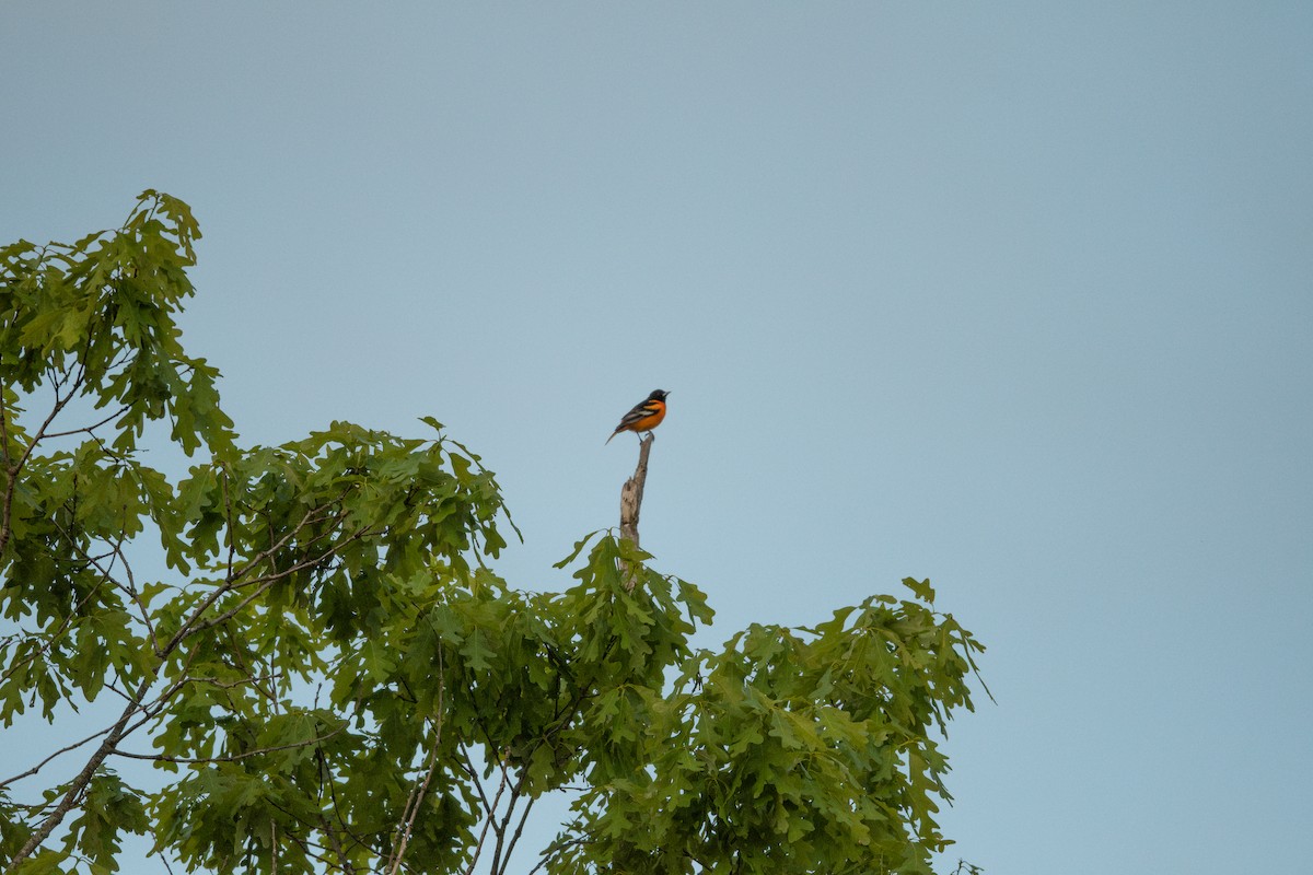 Baltimore Oriole - ML568347571