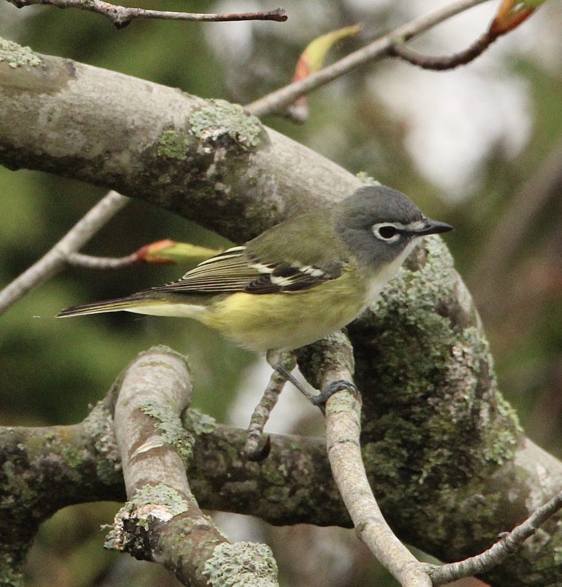 Blue-headed Vireo - Candace Evans
