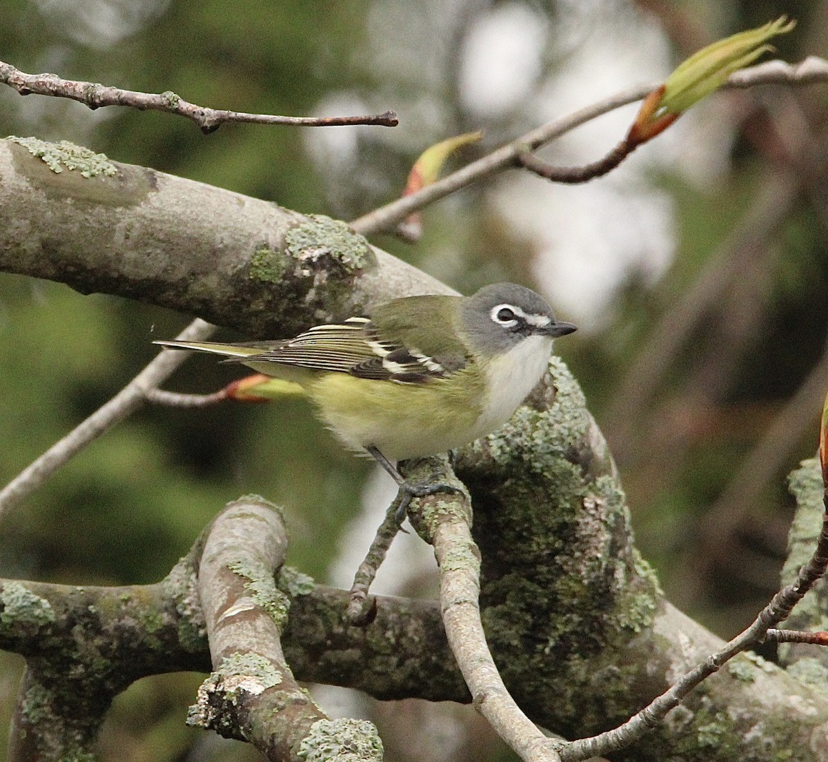 Blue-headed Vireo - Candace Evans