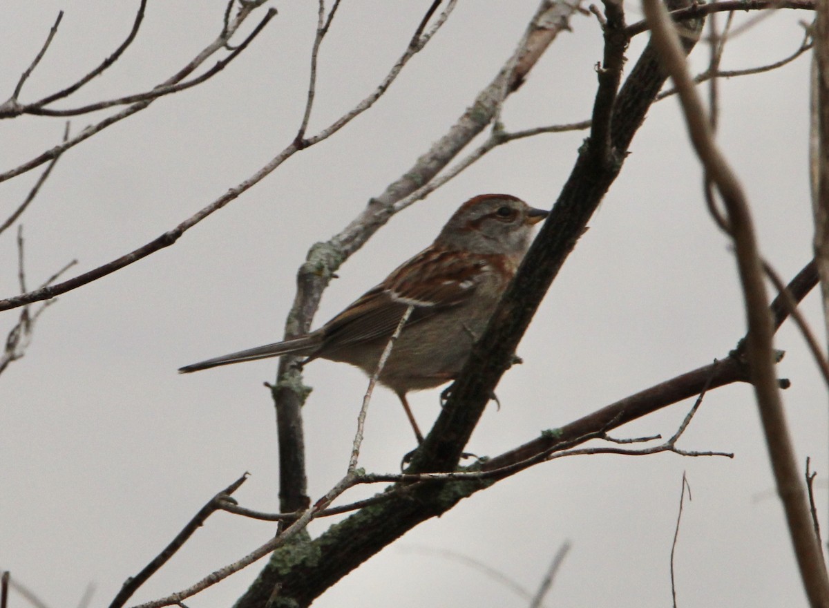 American Tree Sparrow - ML568348271