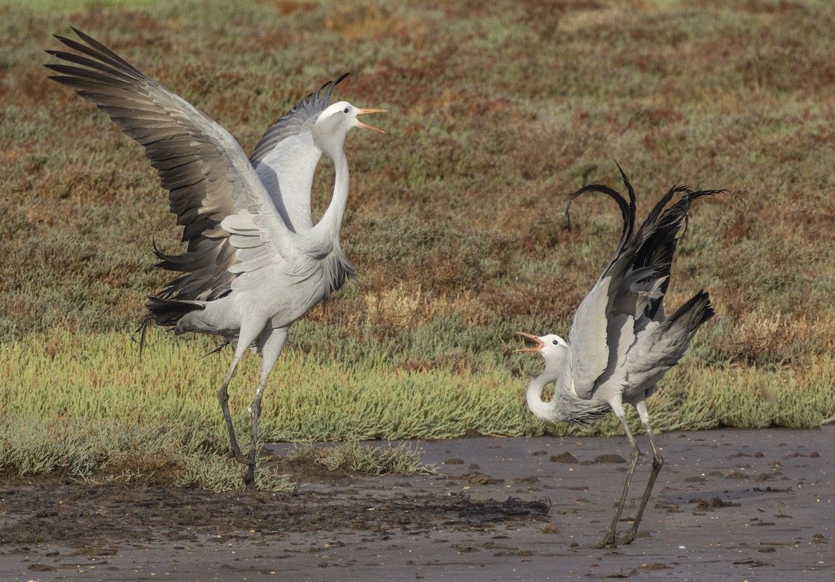 Blue Crane - ML568348751