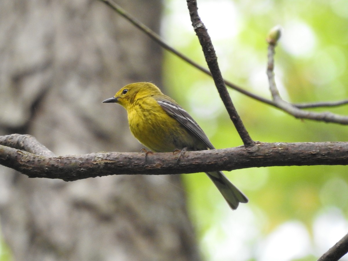 Pine Warbler - Isaiah Craft