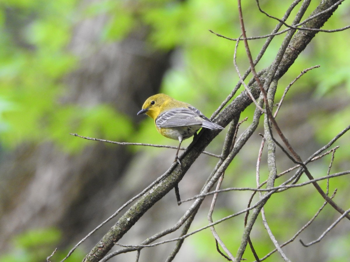 Pine Warbler - ML568348921