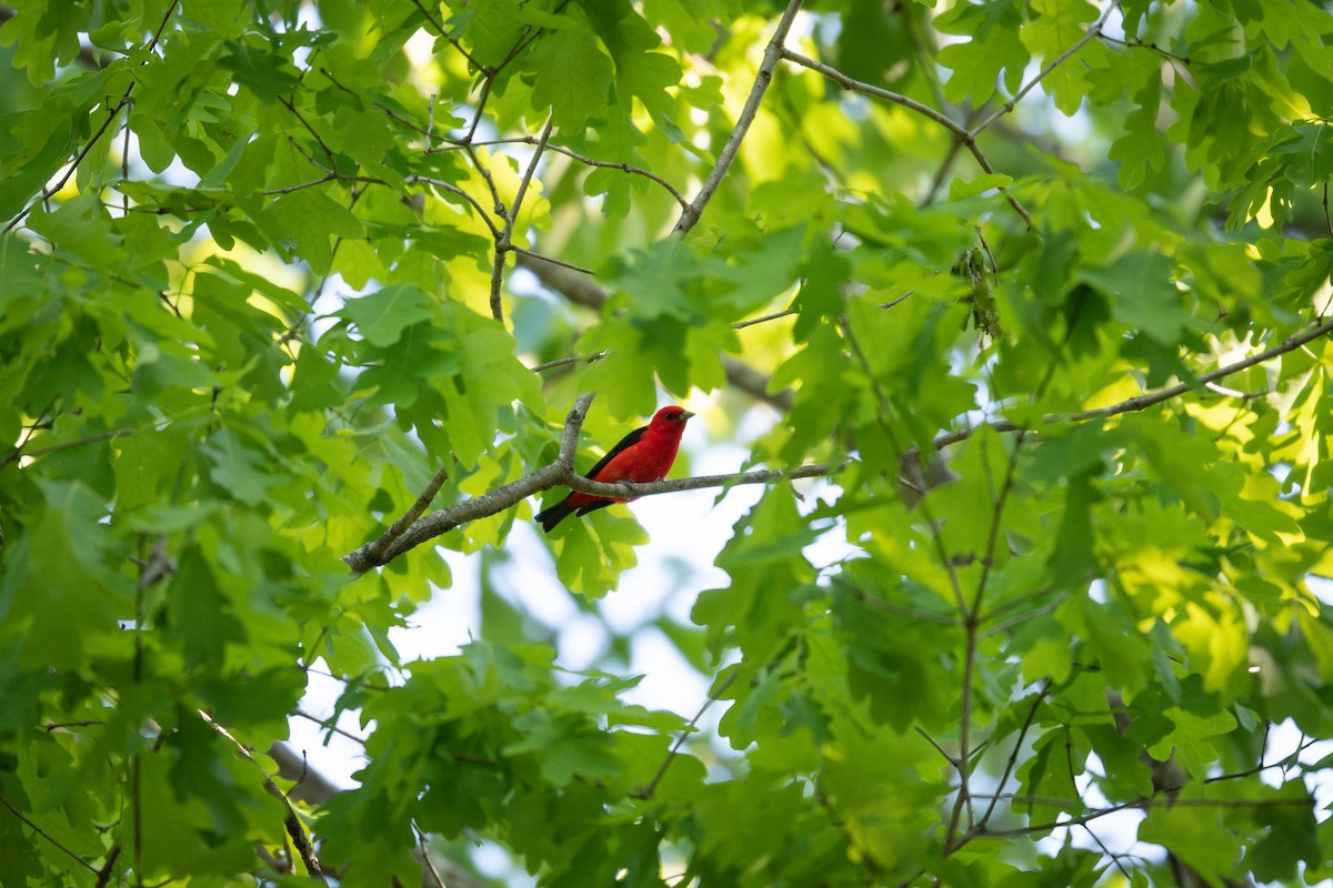 Scarlet Tanager - ML568349651