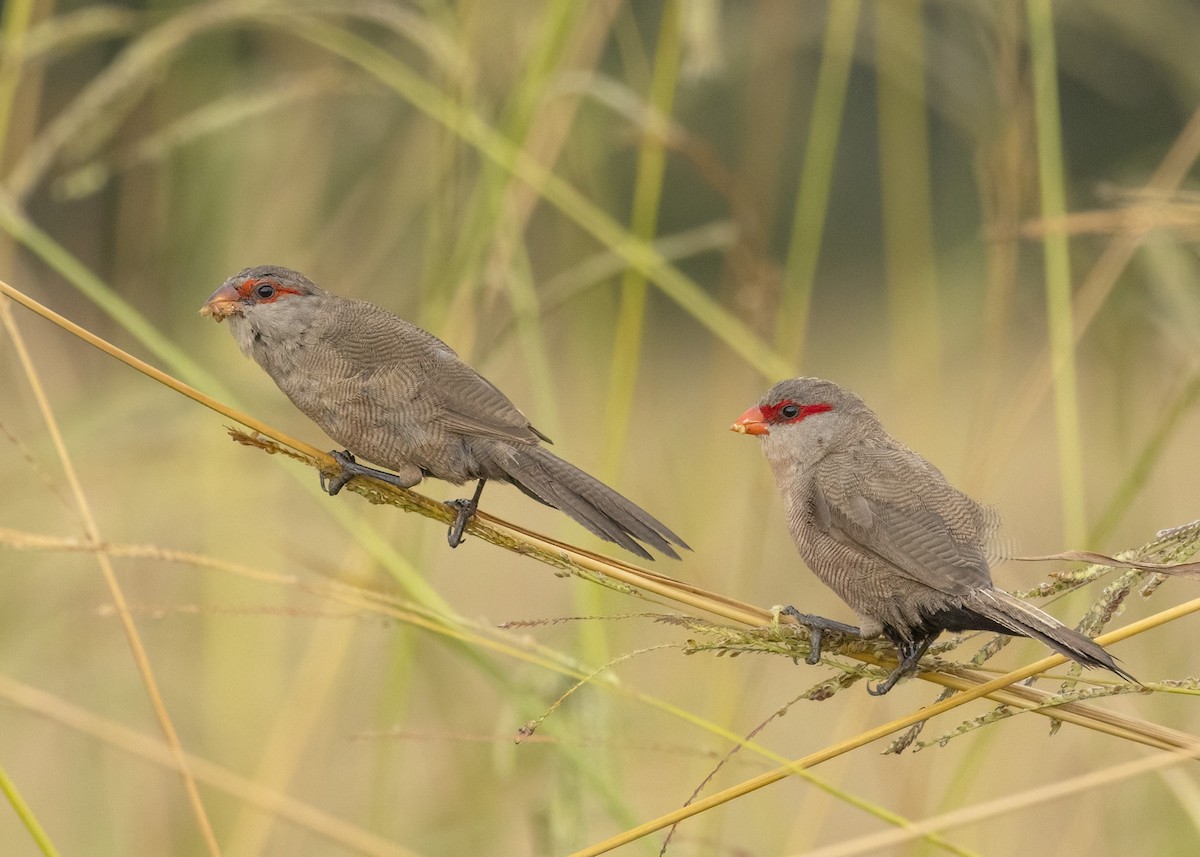 Common Waxbill - ML568349681