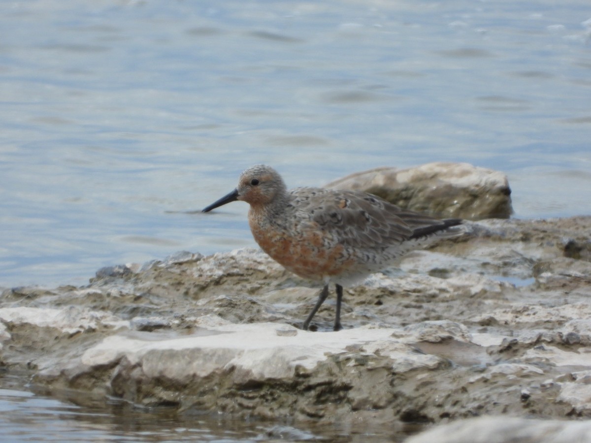 Red Knot - ML568350141